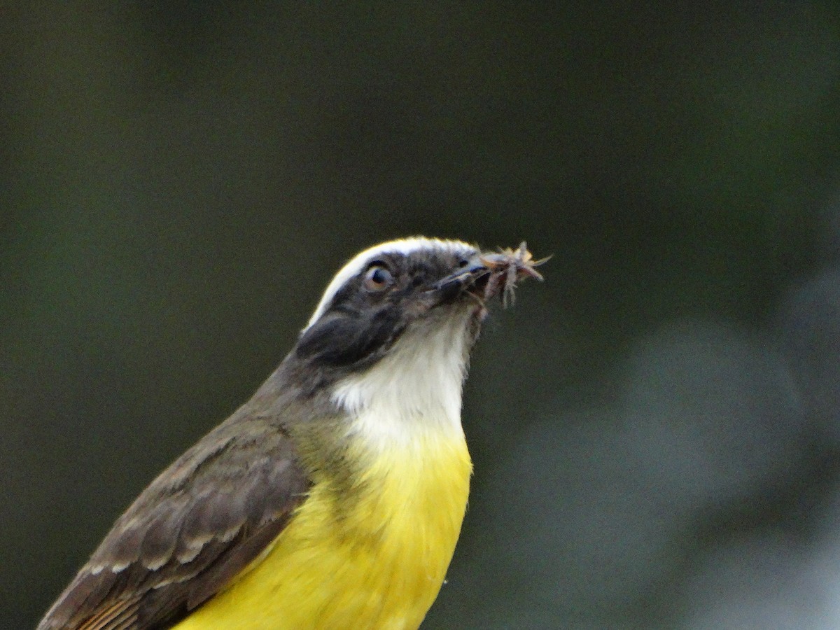 Social Flycatcher - ML643310390