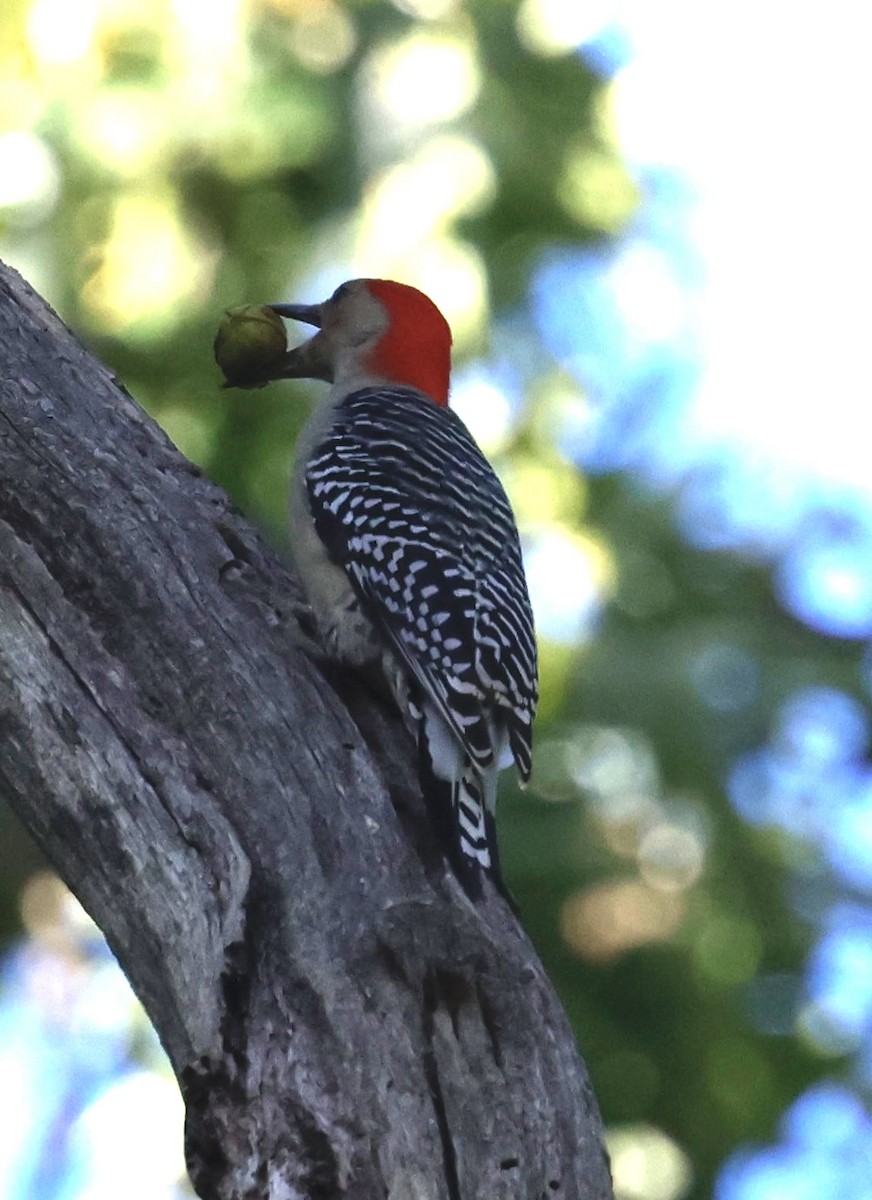Red-bellied Woodpecker - ML643310391