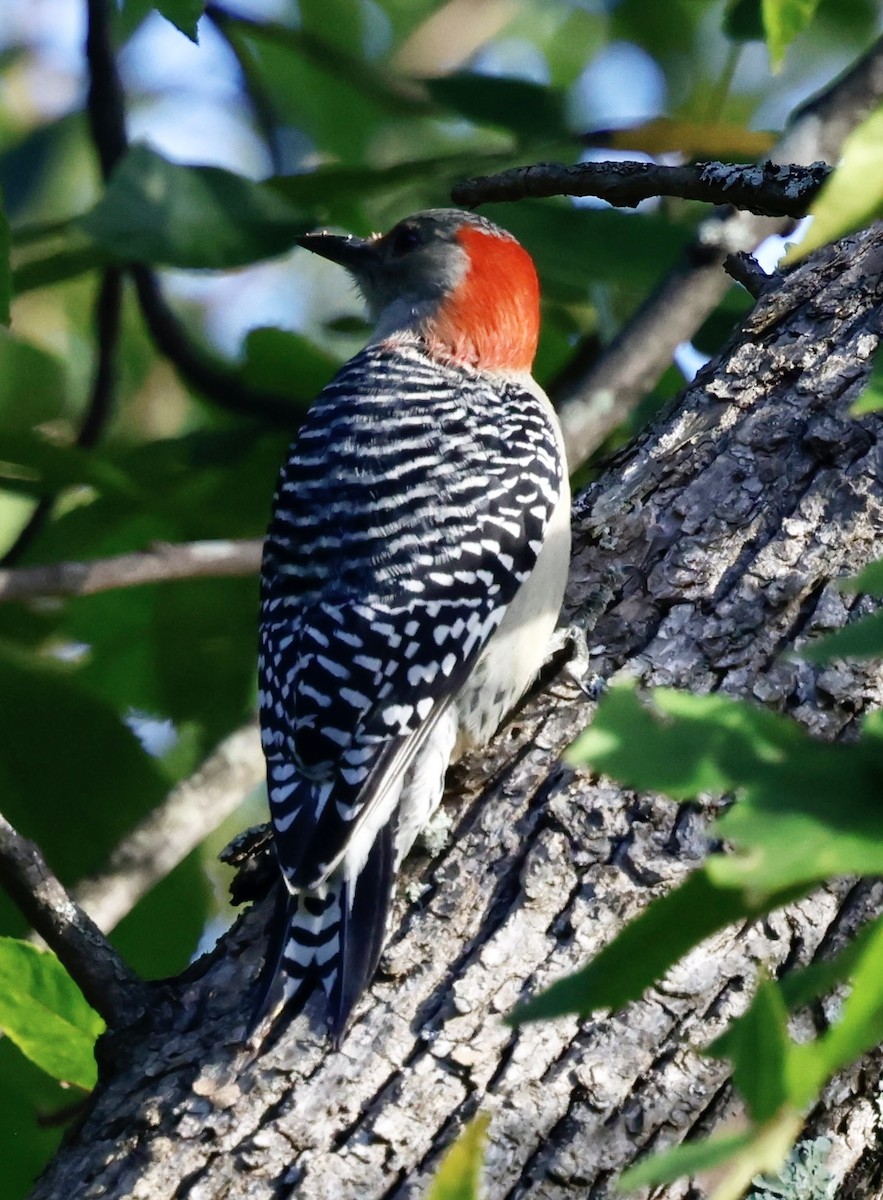Red-bellied Woodpecker - ML643310392