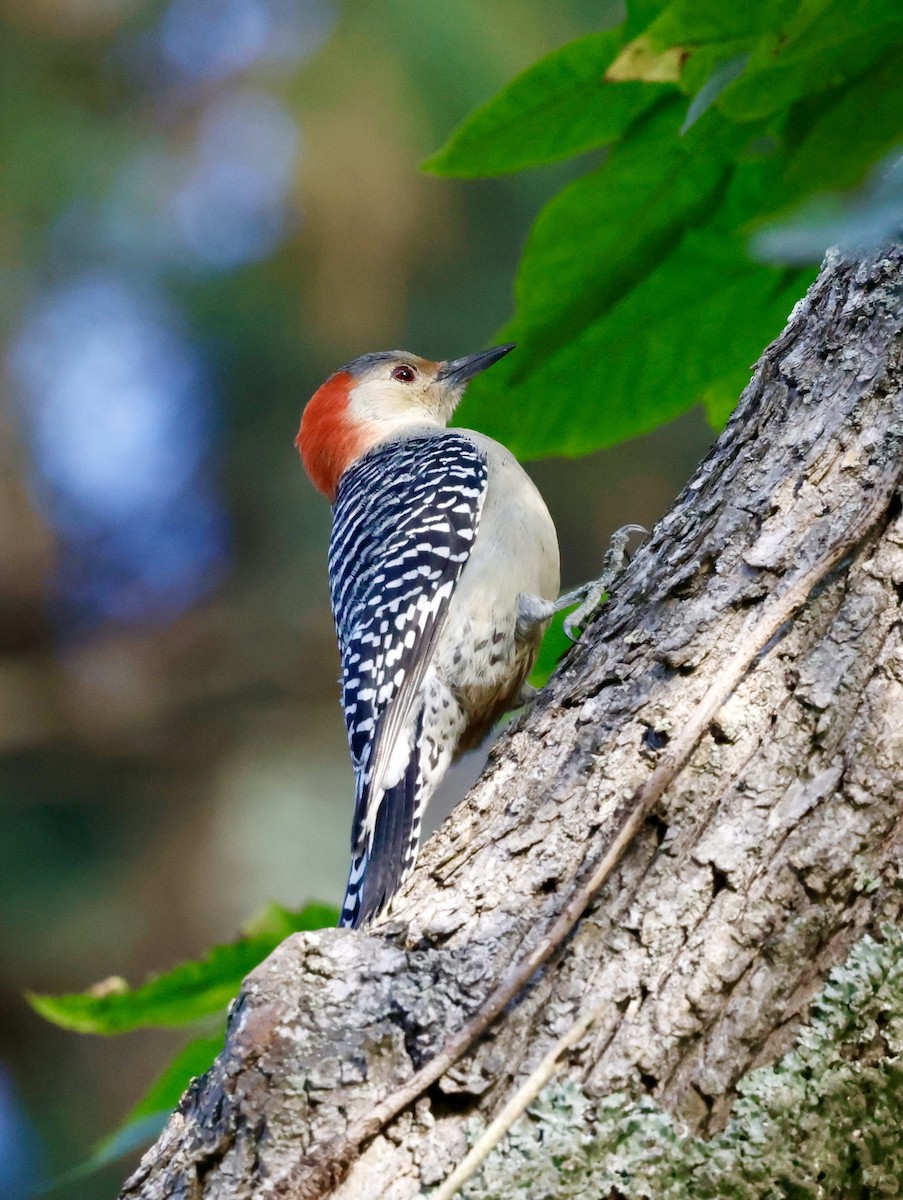 Red-bellied Woodpecker - ML643310393