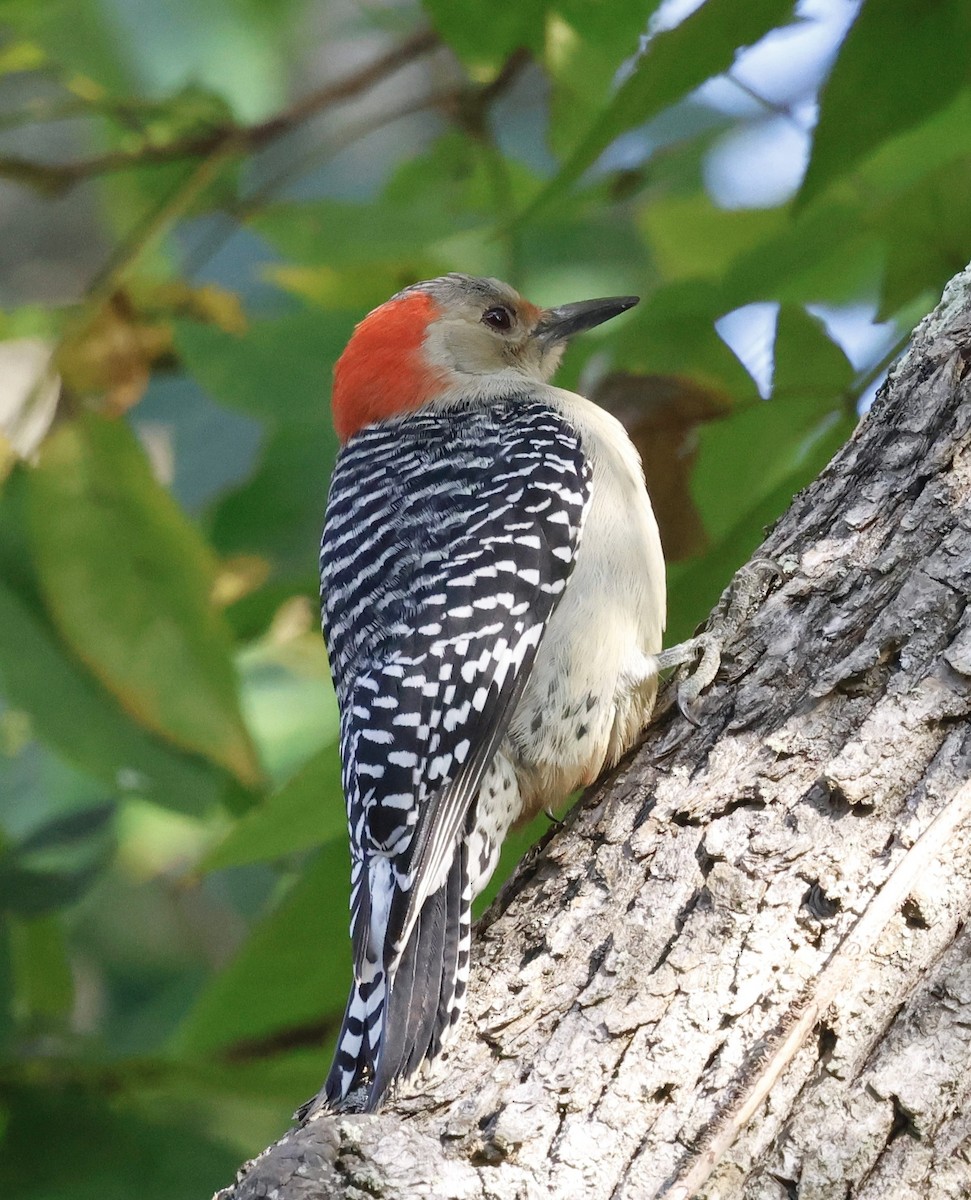 Red-bellied Woodpecker - ML643310394