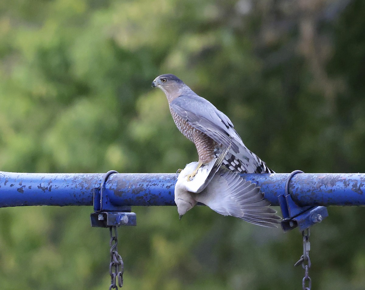 Cooper's Hawk - ML643310395