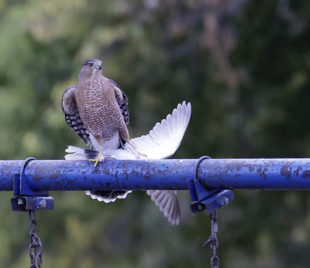 Cooper's Hawk - ML643310396