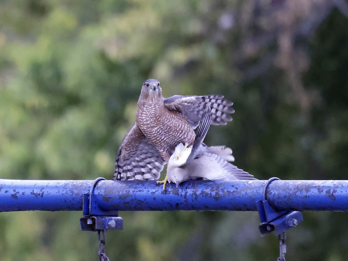 Cooper's Hawk - ML643310398