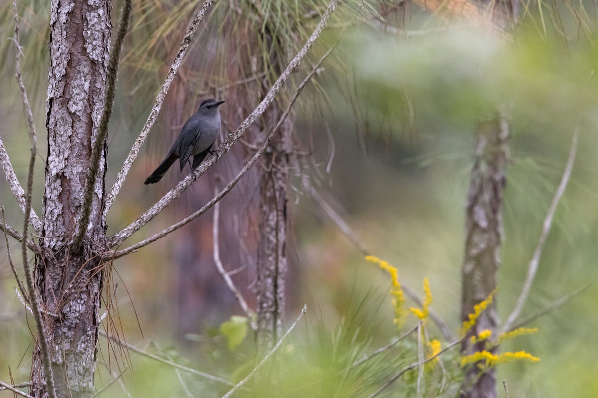 Gray Catbird - ML643310399