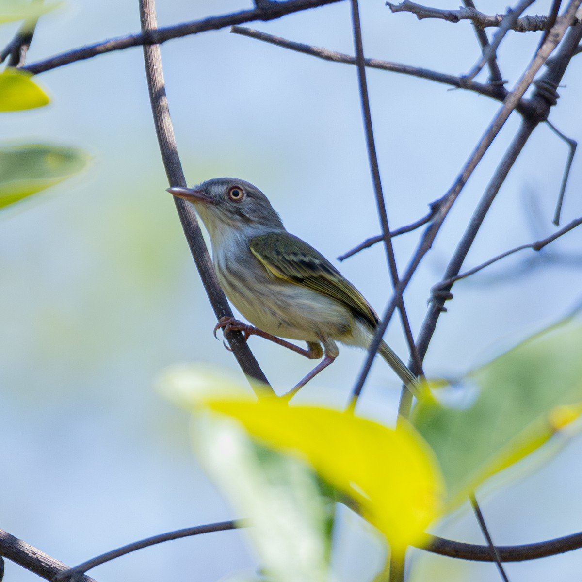 Pearly-vented Tody-Tyrant - ML643310400