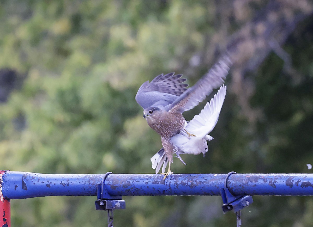 Cooper's Hawk - ML643310401
