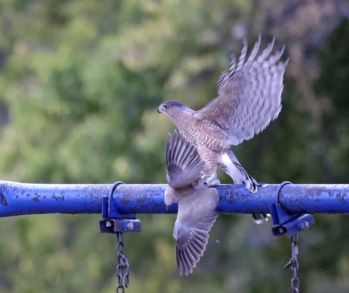 Cooper's Hawk - ML643310402