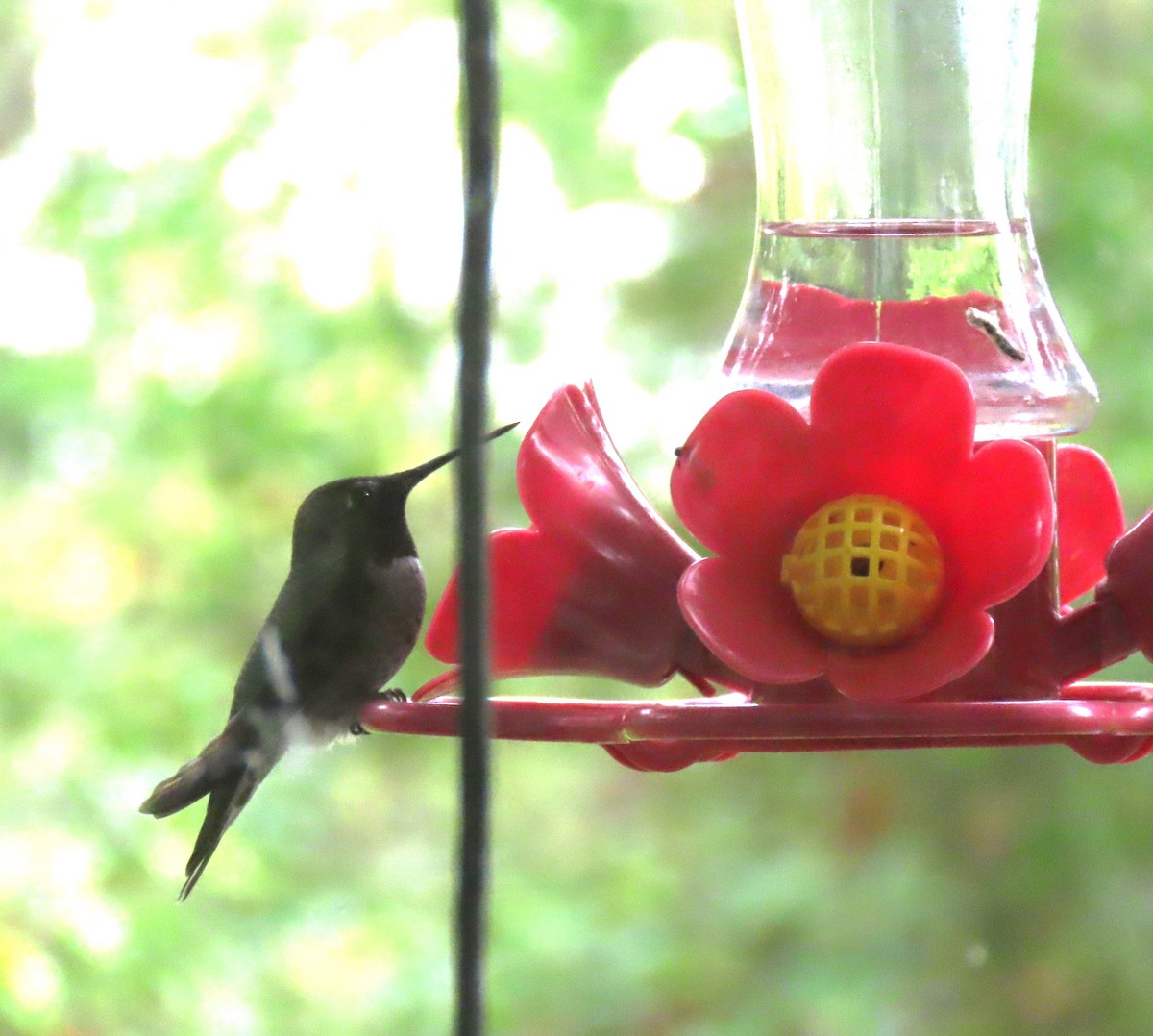 Anna's Hummingbird - ML643310403
