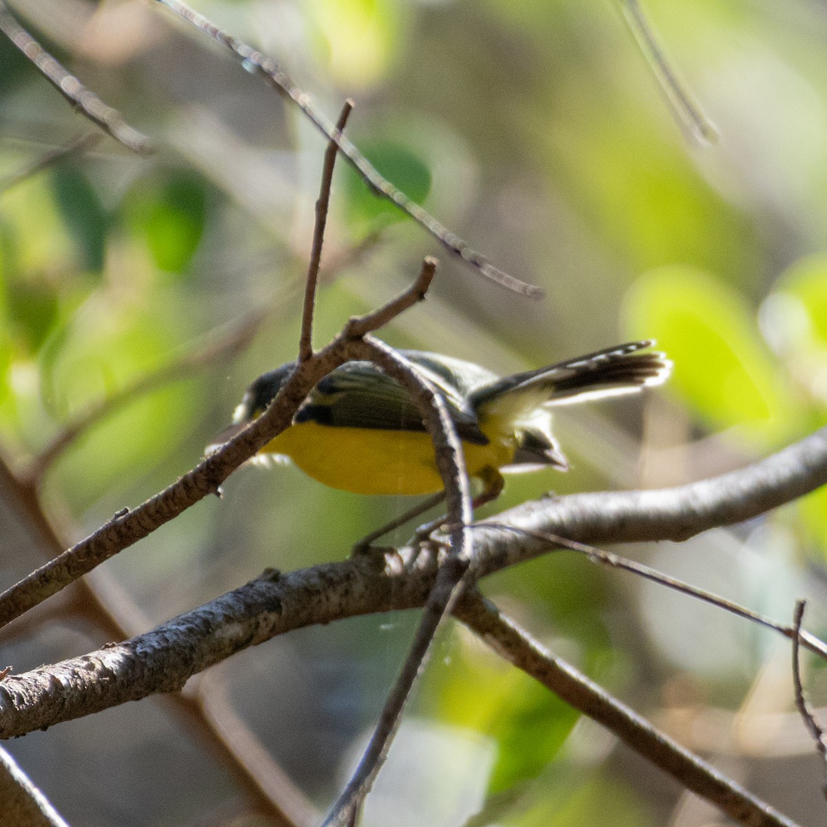 Common Tody-Flycatcher - ML643310409