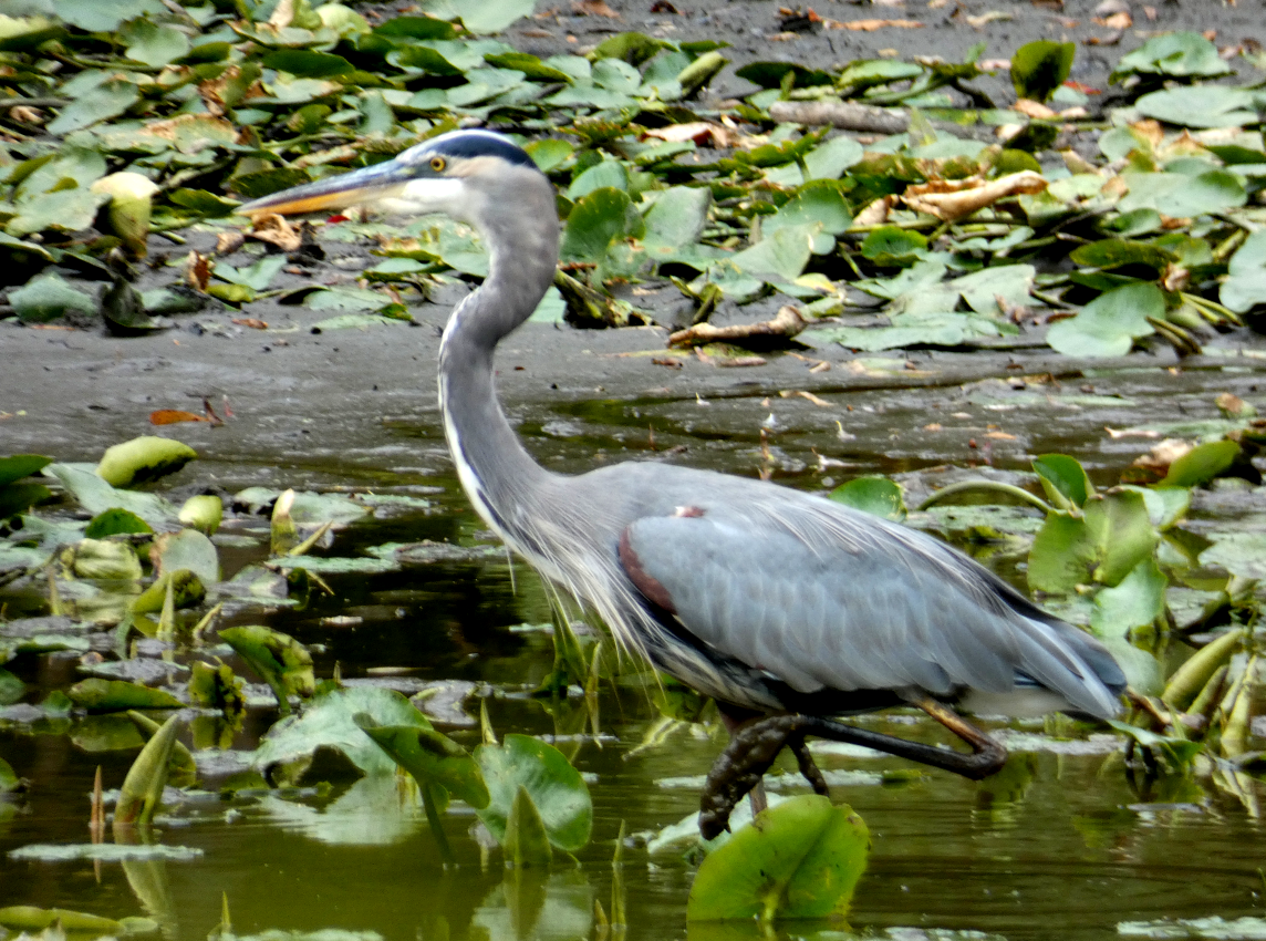 Great Blue Heron - ML643310414