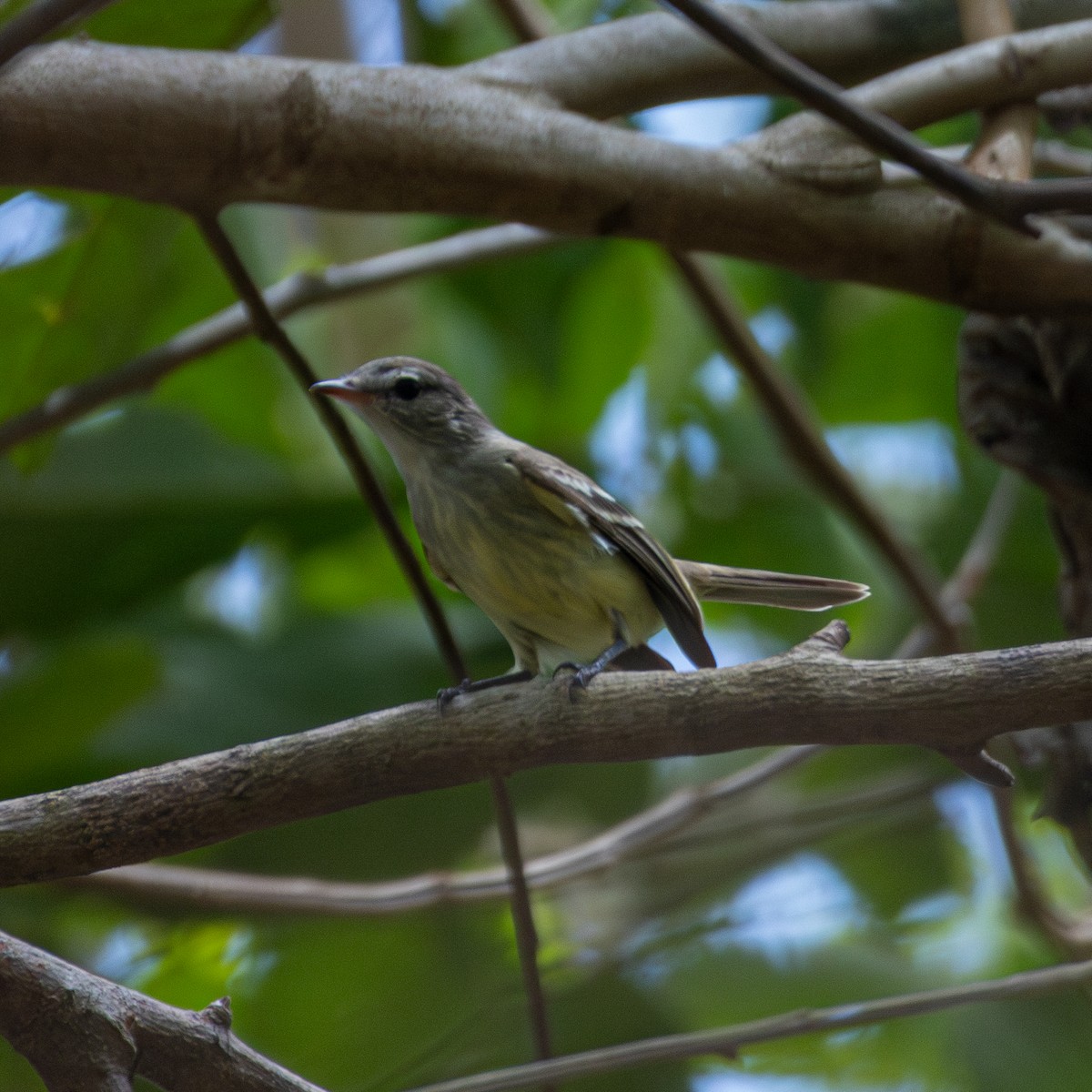 Forest Elaenia - ML643310417