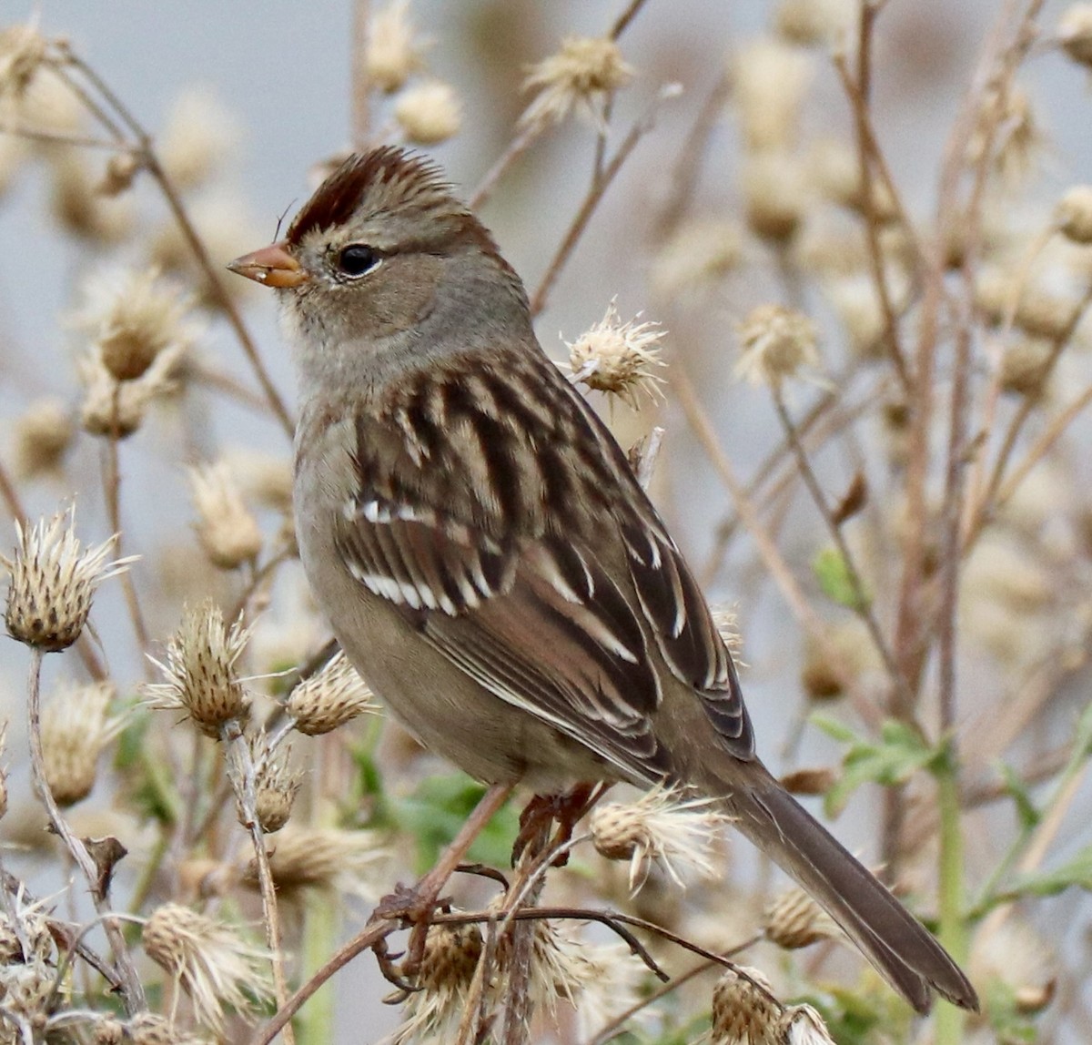 White-crowned Sparrow - ML643310428
