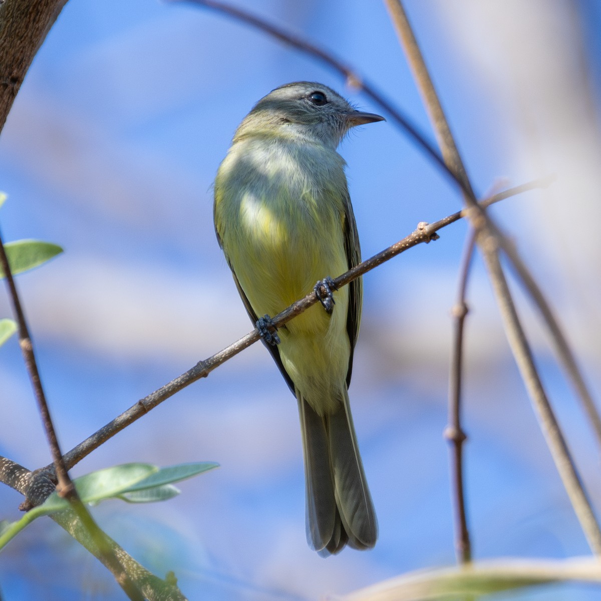 Greenish Elaenia - ML643310435