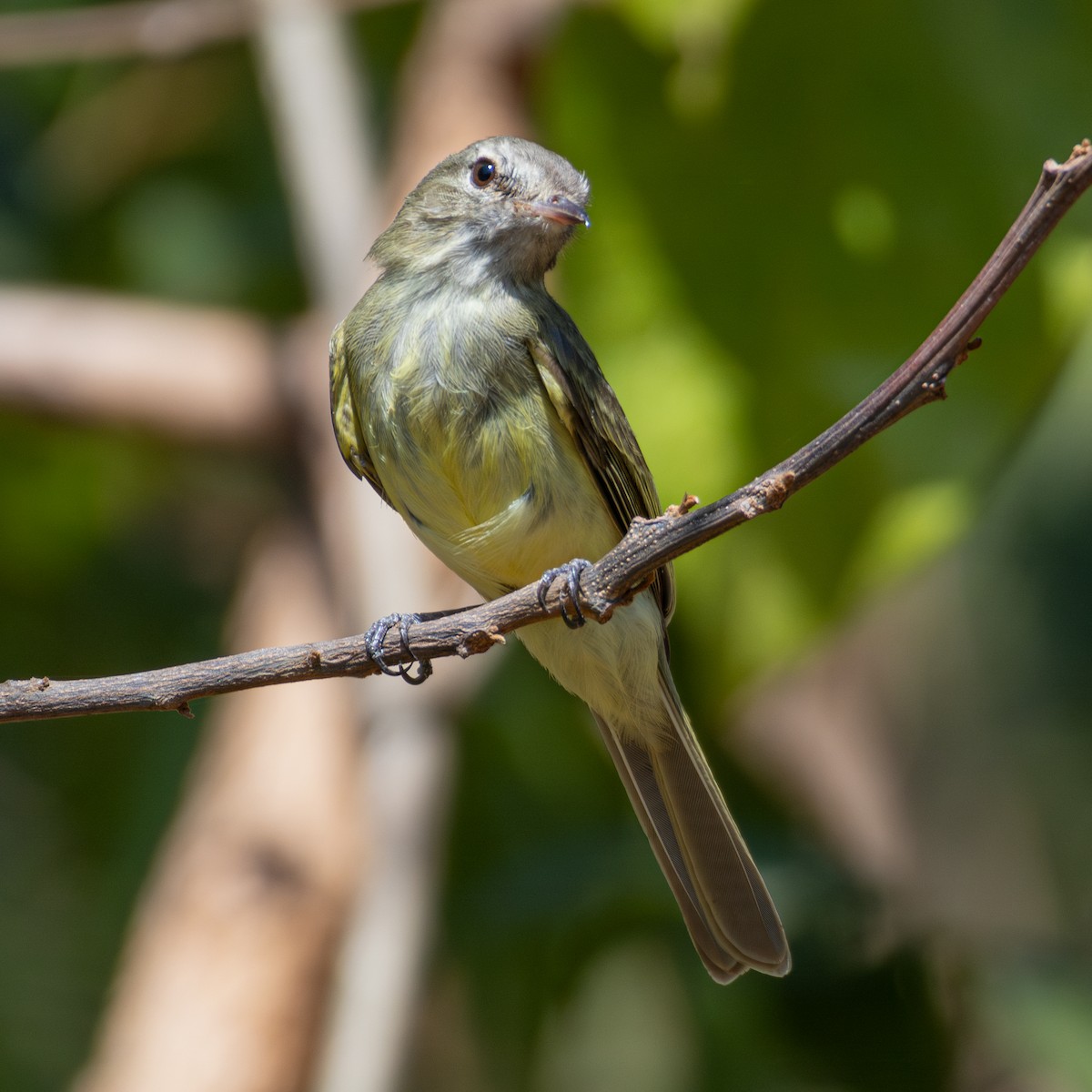 Greenish Elaenia - ML643310436