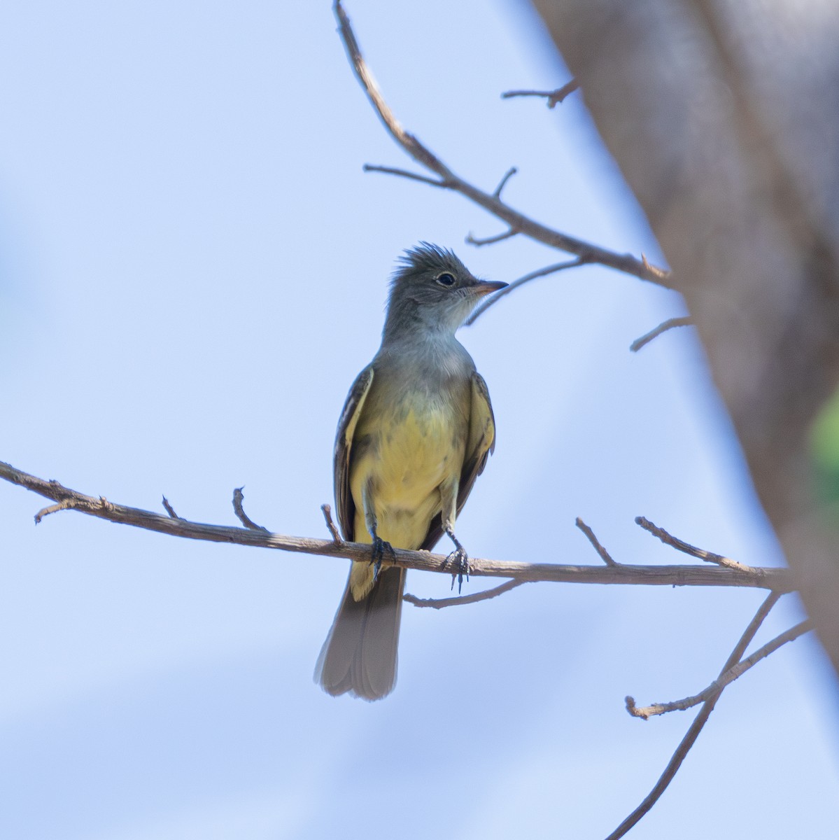 Large Elaenia - ML643310463