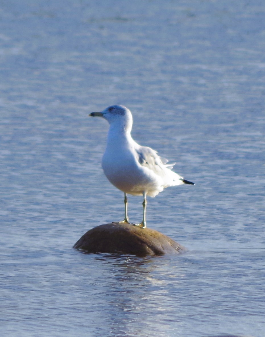 Ring-billed Gull - ML643310482