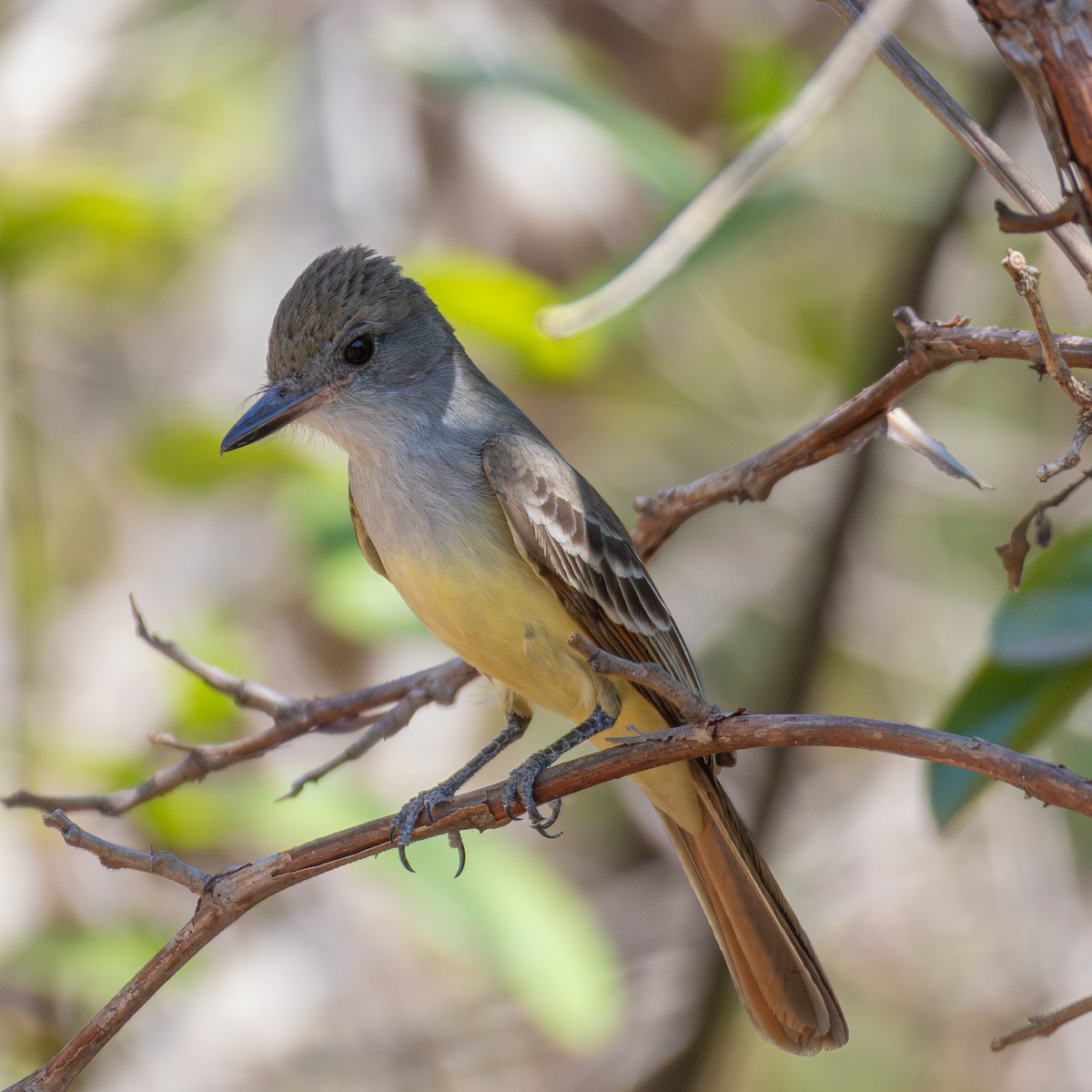Brown-crested Flycatcher - ML643310570