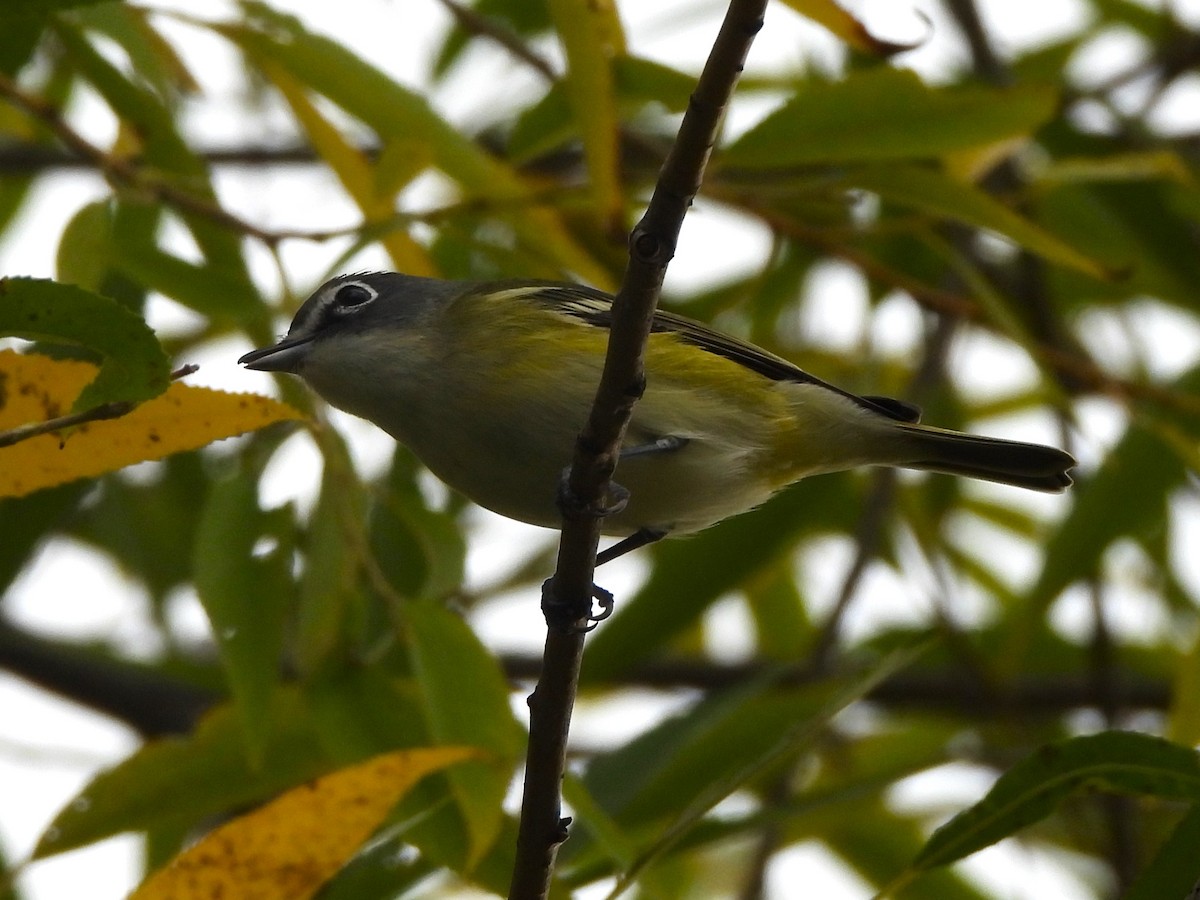 Mavi Başlı Vireo - ML643310583