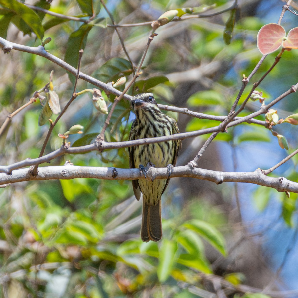 Streaked Flycatcher - ML643310603