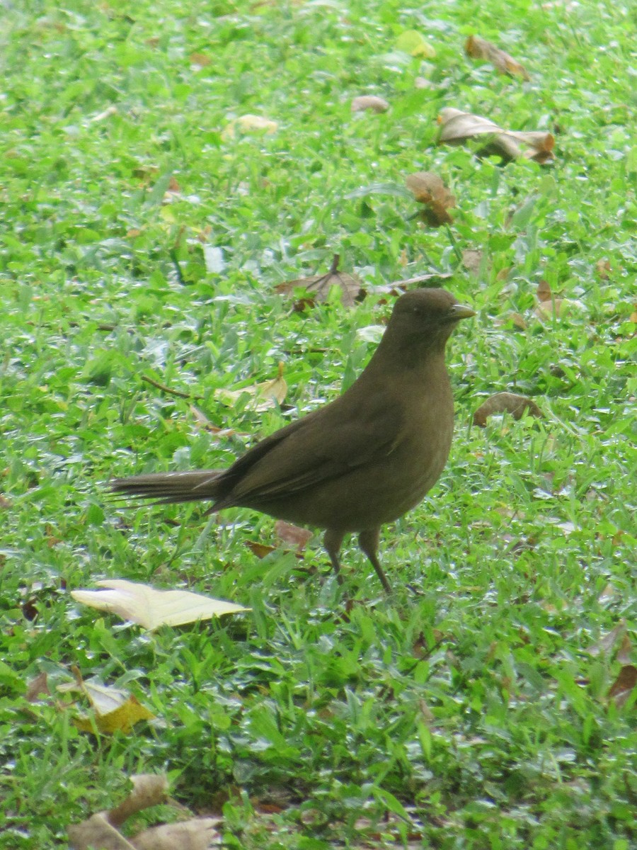 Clay-colored Thrush - ML643310604