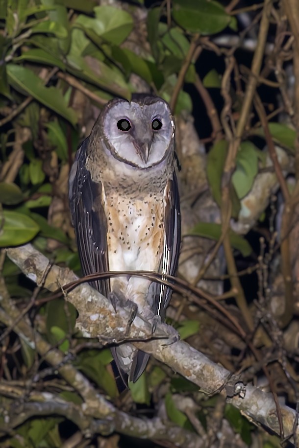 Sulawesi Masked-Owl - ML643310617