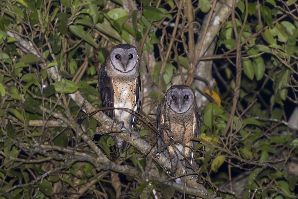 Sulawesi Masked-Owl - ML643310618
