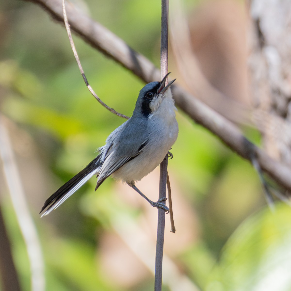 Masked Gnatcatcher - ML643310621