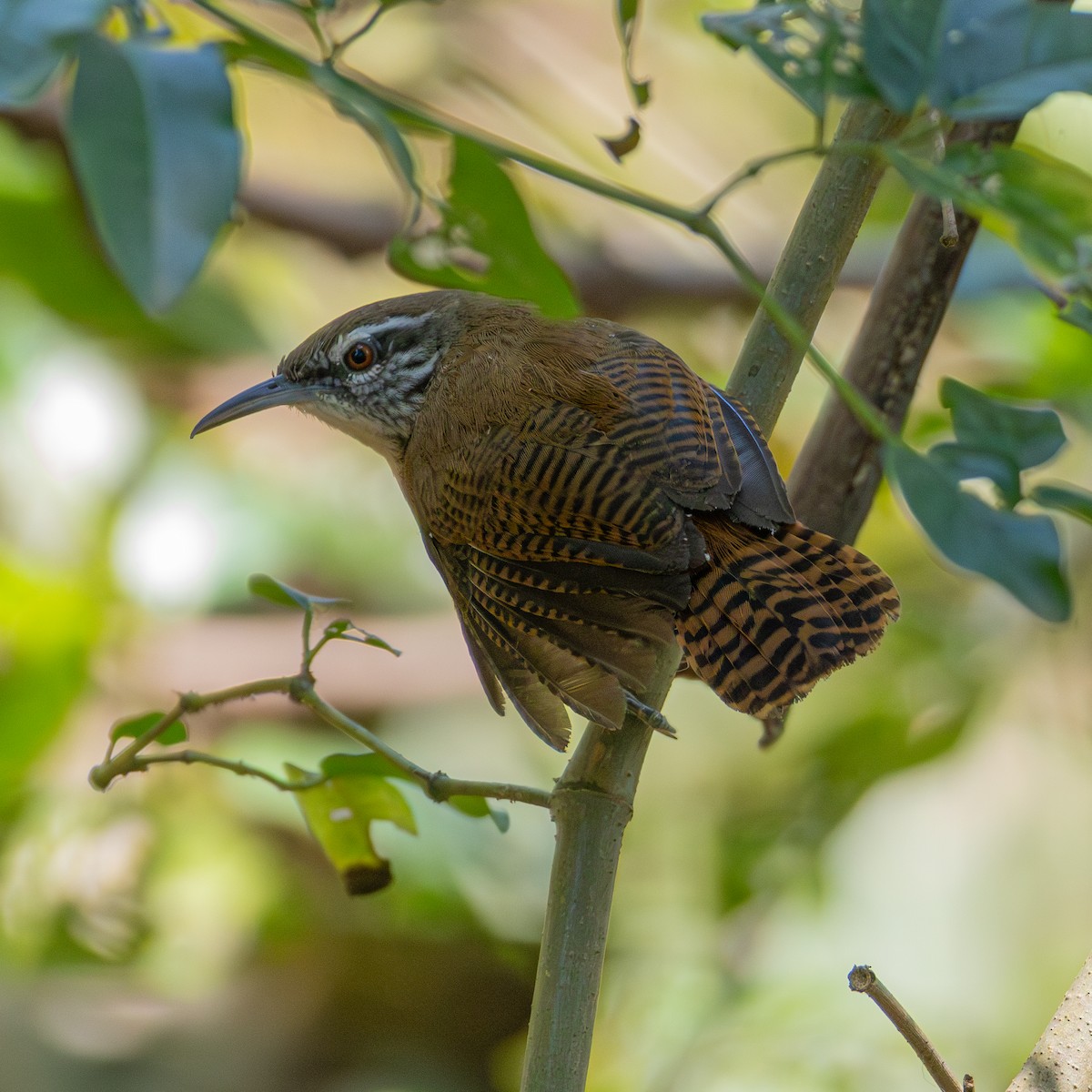 Buff-breasted Wren - ML643310633