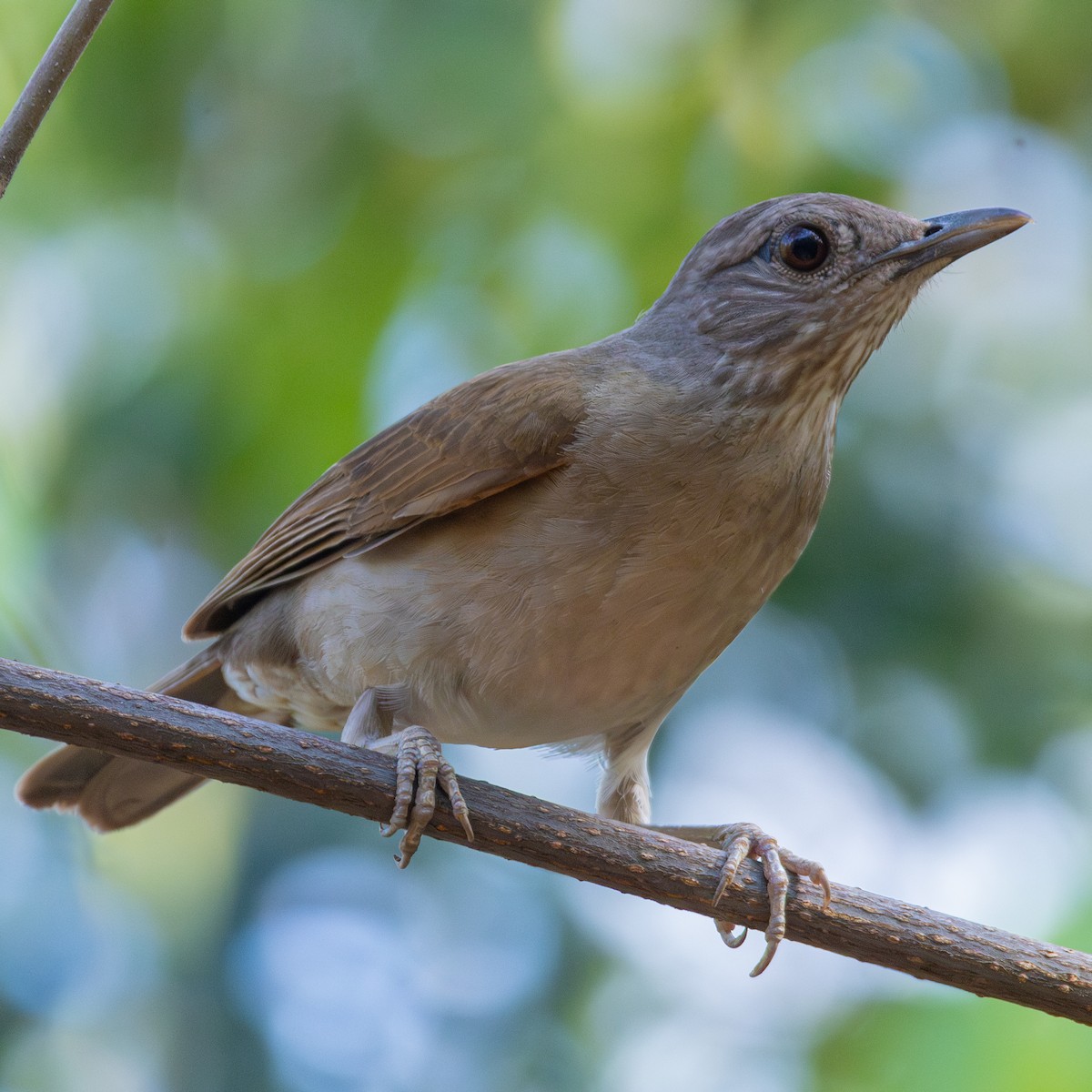 Pale-breasted Thrush - ML643310643