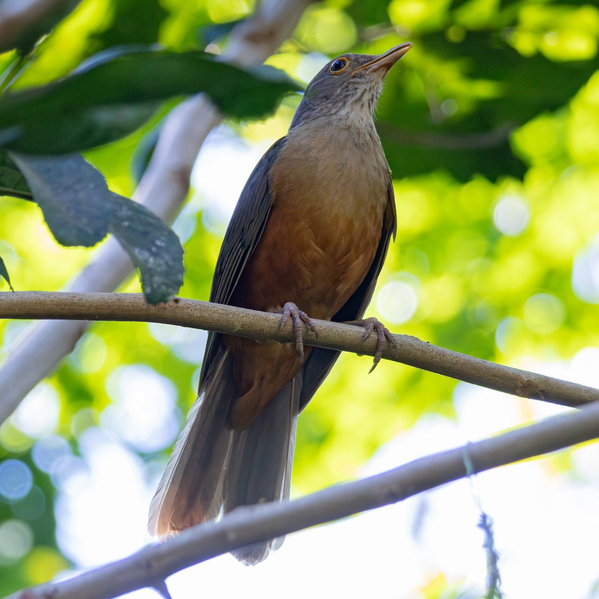 Rufous-bellied Thrush - ML643310652