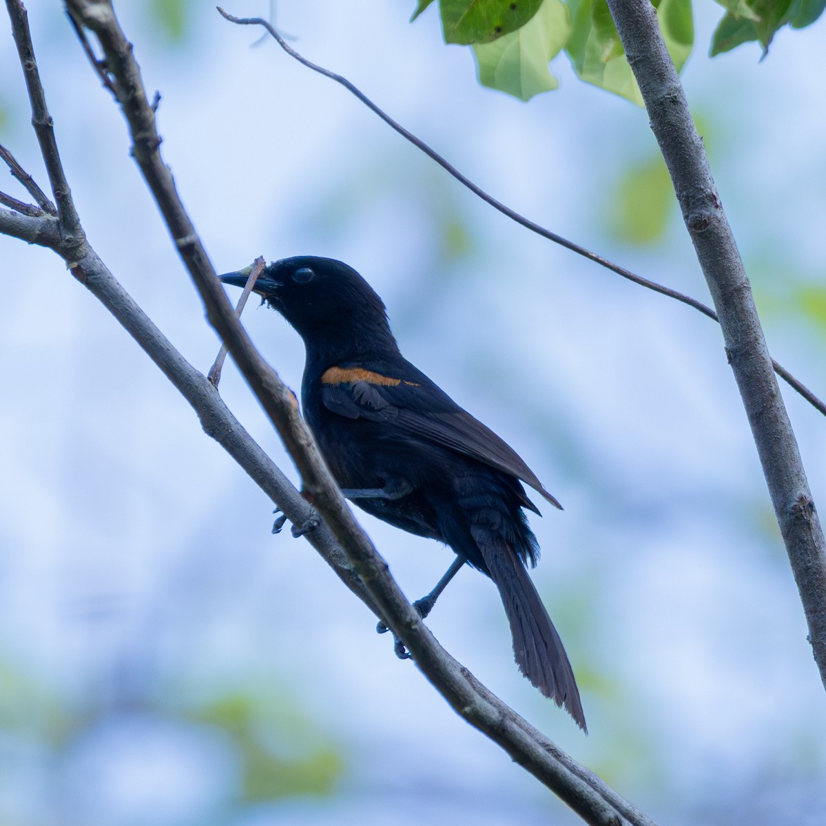 Variable Oriole - ML643310662