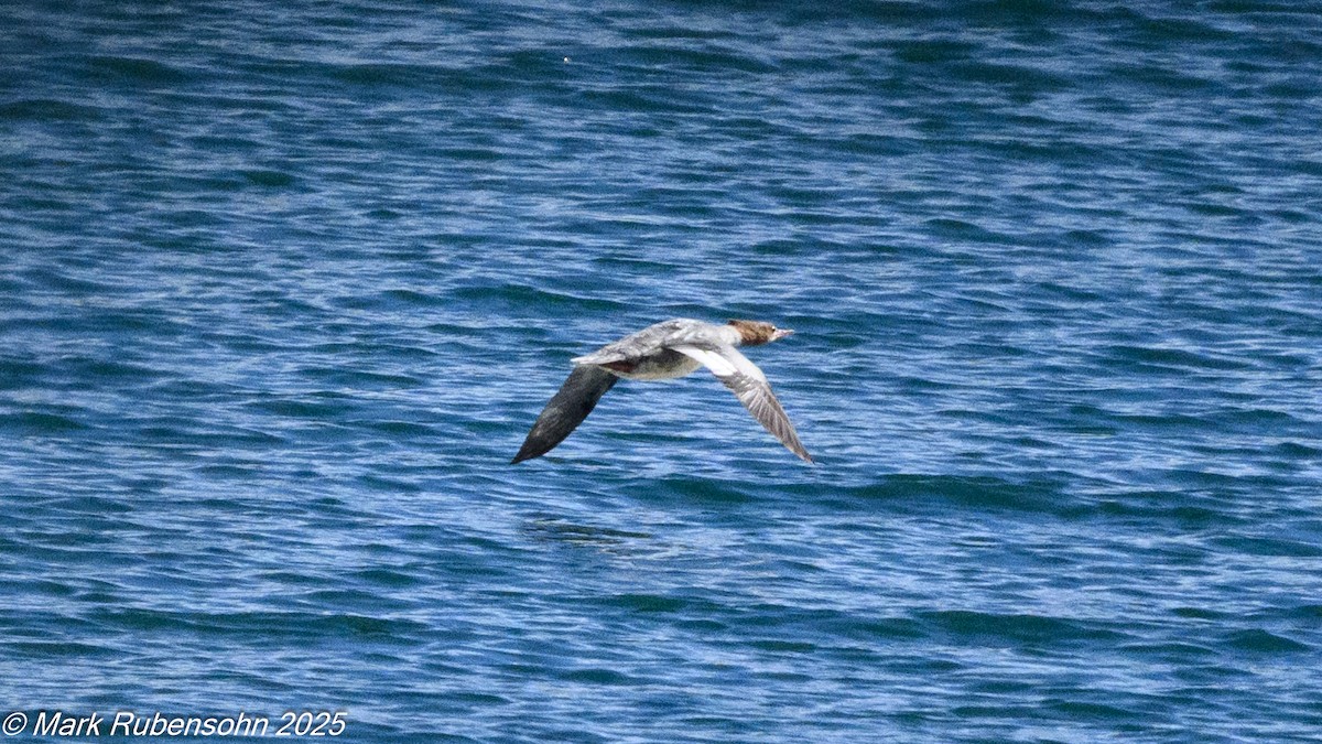 morčák velký - ML643310664