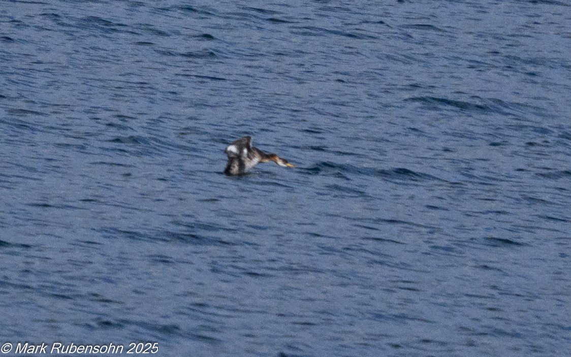 potápka rudokrká - ML643310670