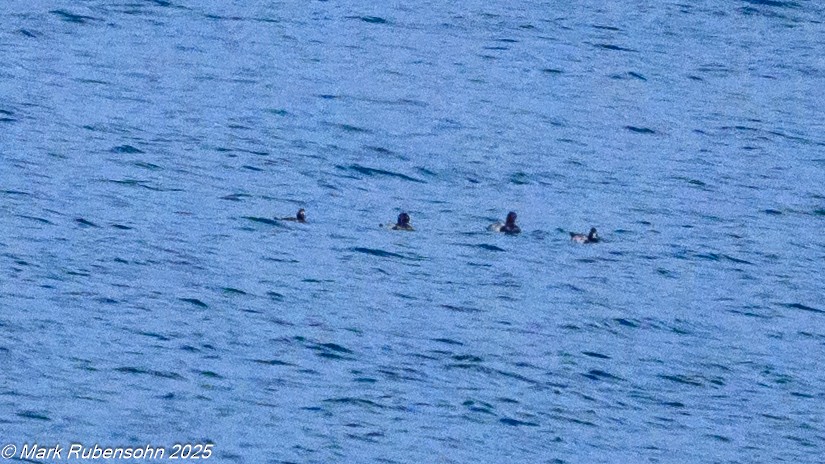 polák proužkozobý - ML643310677