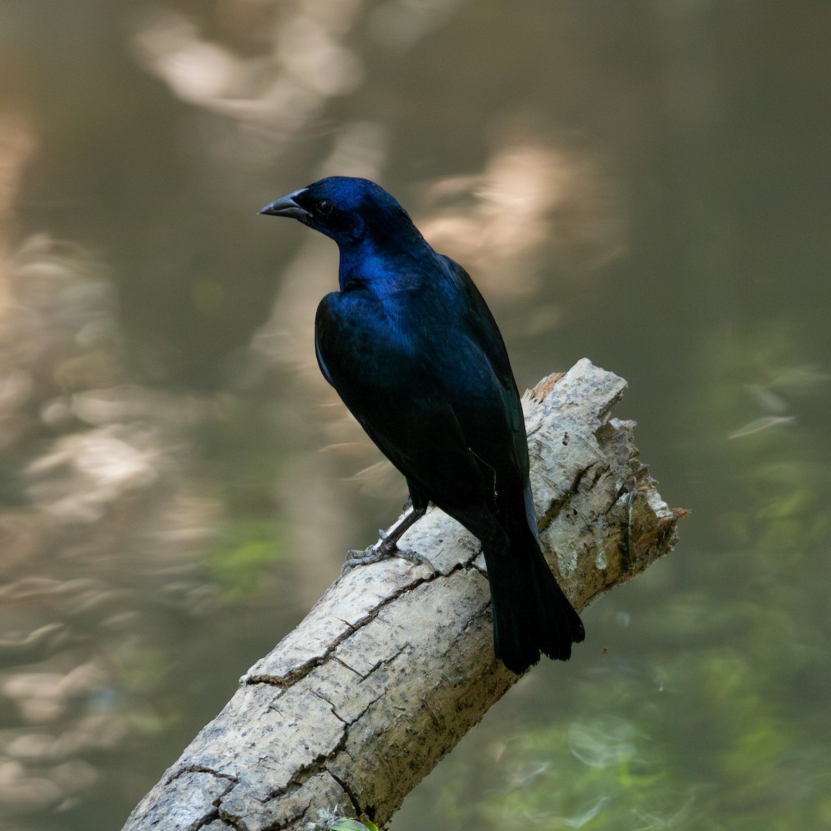 Shiny Cowbird - ML643310680
