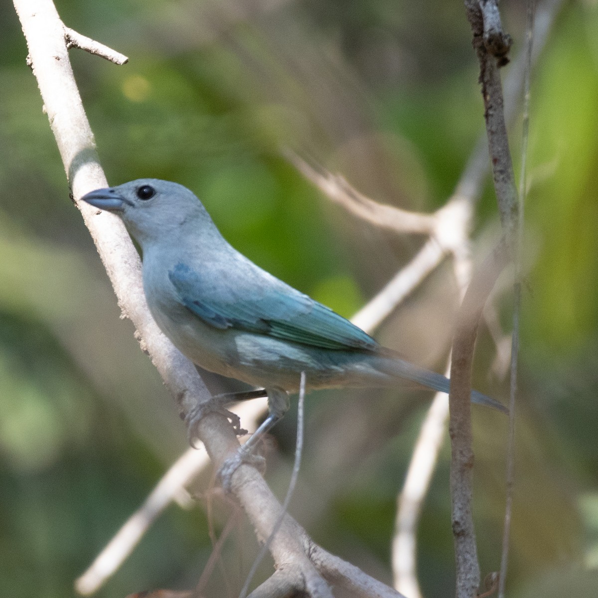 Sayaca Tanager - ML643310692