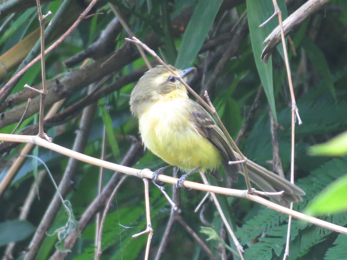 Yellow Tyrannulet - ML643310701