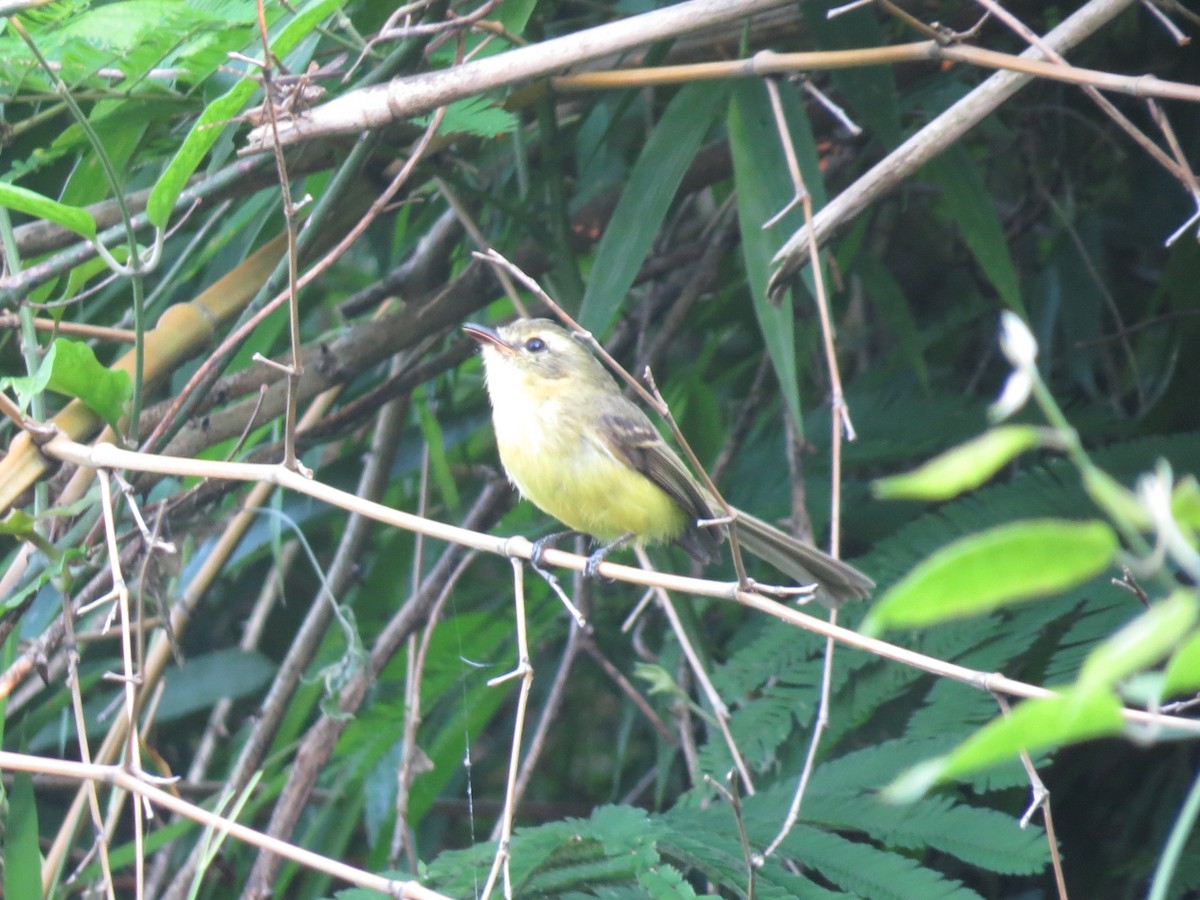 Yellow Tyrannulet - ML643310702