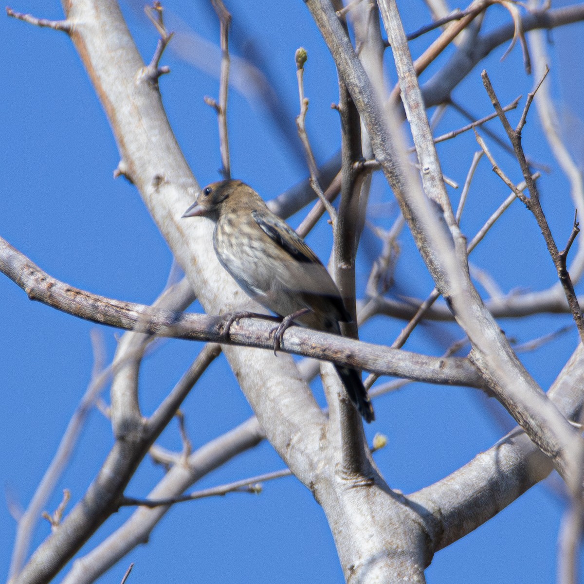 Blue-black Grassquit - ML643310704