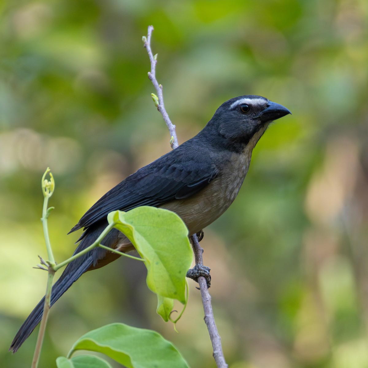 Bluish-gray Saltator - ML643310742