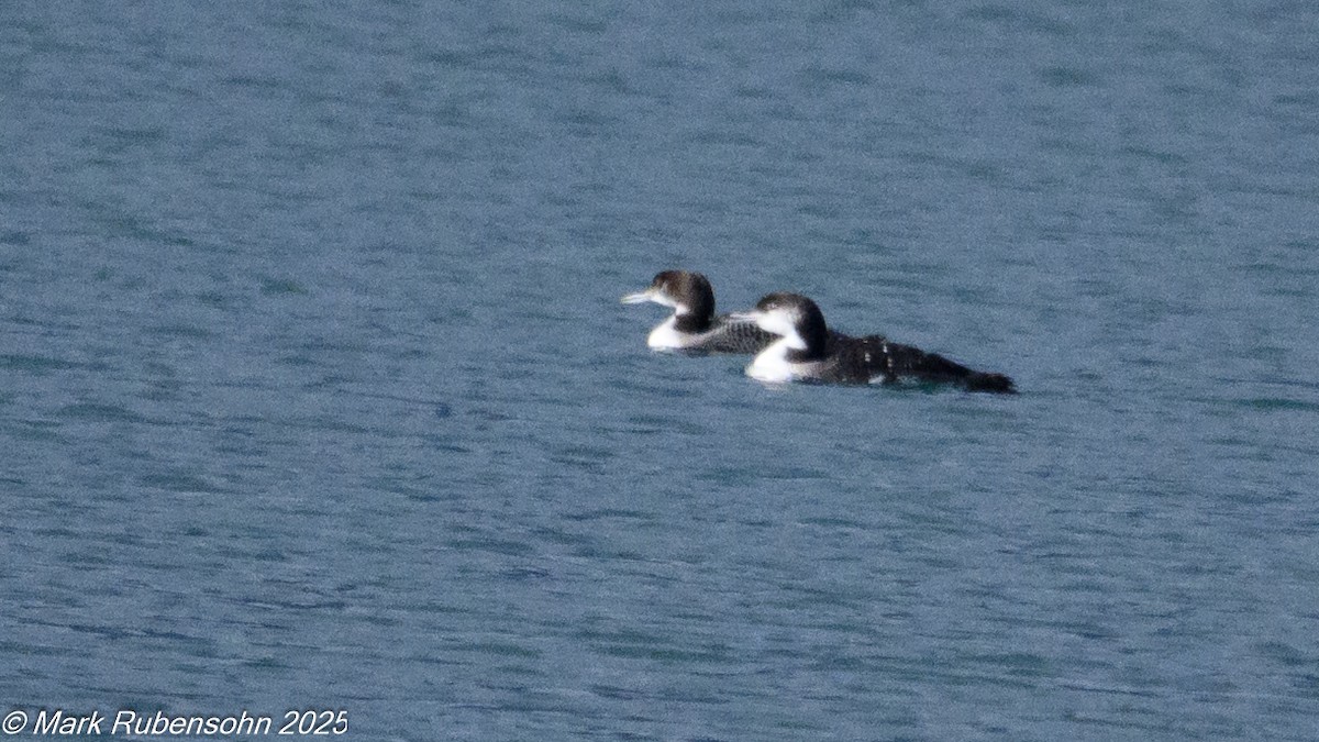 potáplice lední - ML643310752