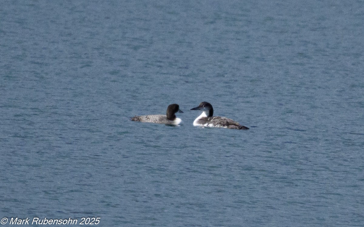 potáplice lední - ML643310754