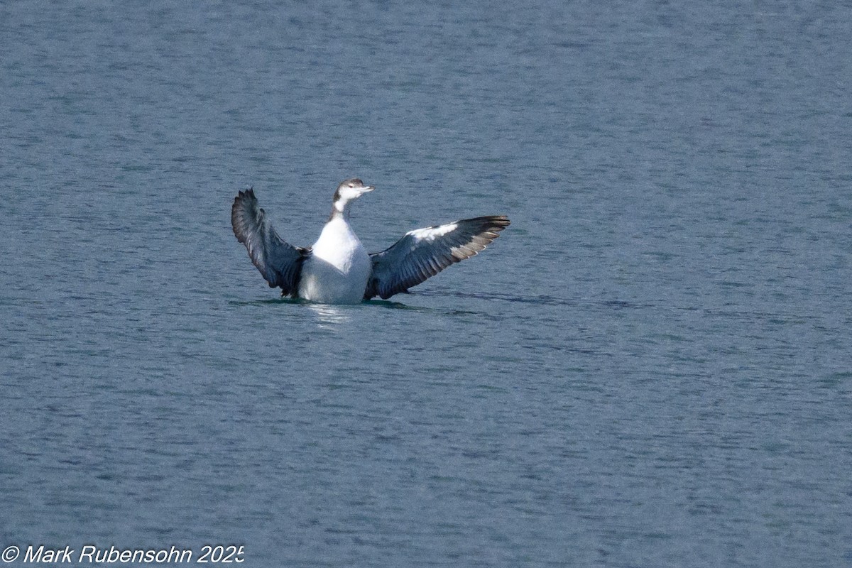 potáplice lední - ML643310755