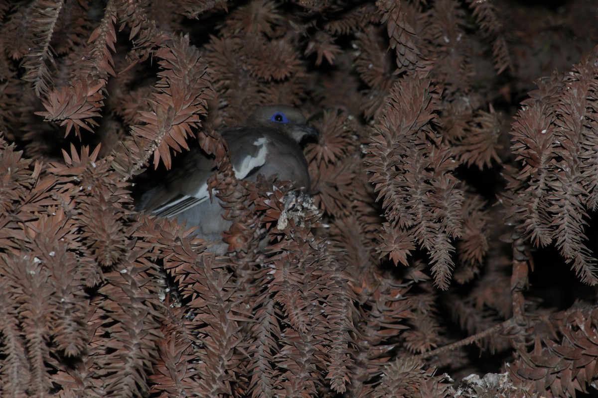 West Peruvian Dove - ML643310766
