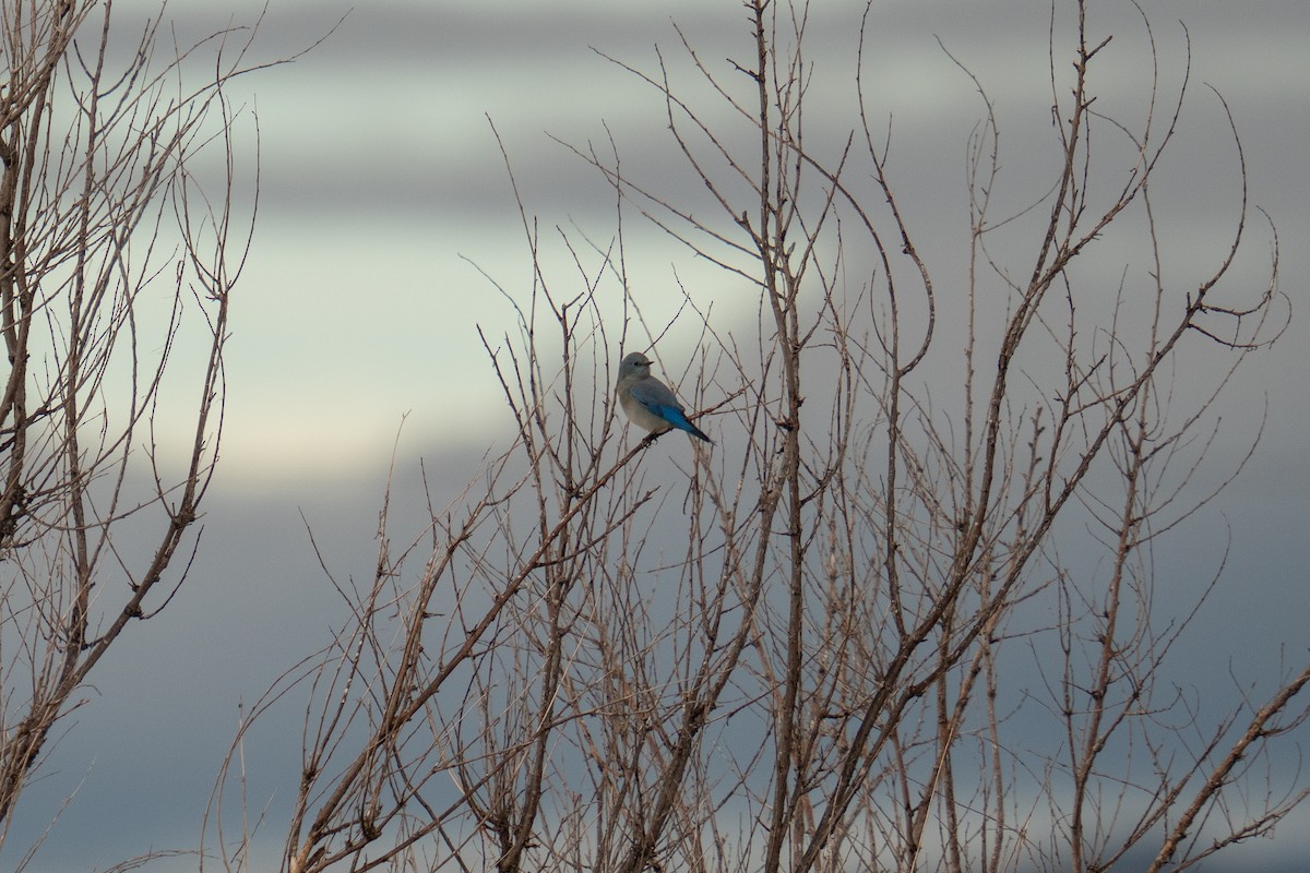 Mountain Bluebird - ML643310772