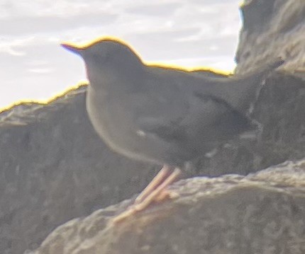 American Dipper - ML643310780