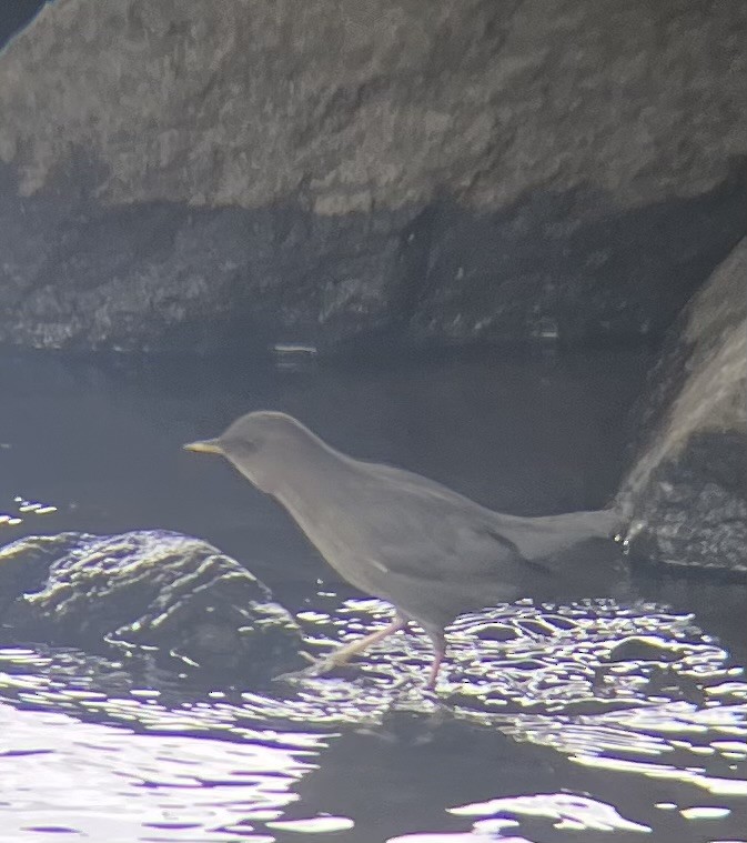 American Dipper - ML643310781