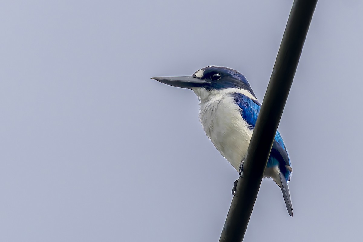 Blue-and-white Kingfisher - ML643310814