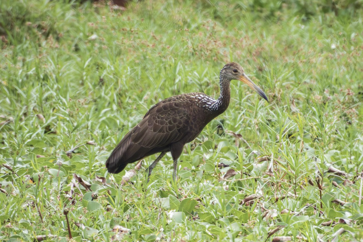 Limpkin - ML643310836